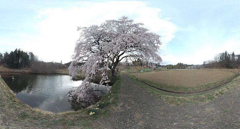 福島市は もう満開です No 3 芳水の桜 ライクス 18 04 04 水 18 57 ふくしまニュースリリース