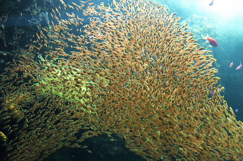 アクアマリンふくしま 流行魚大賞 結果発表 美しい群泳が魅力のキンメモドキが 密すぎる と話題に 見事大賞を受賞しました ふくしまニュースweb 12 07 月 12 00 ふくしまニュースリリース