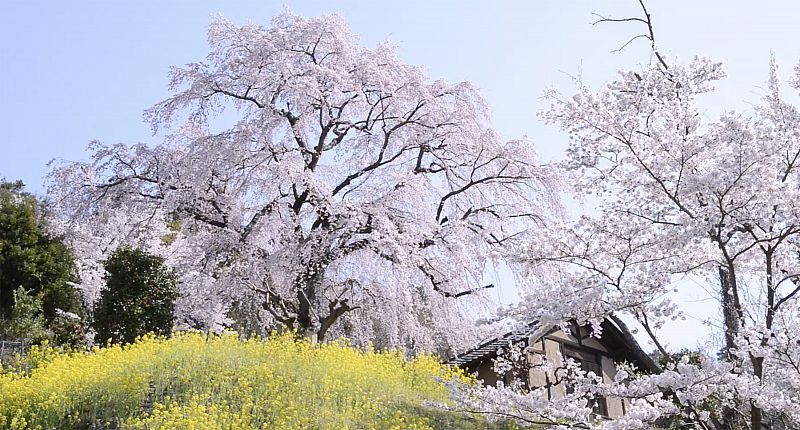 美しい福島の10秒 福島市 花見山 ライクス 21 03 31 水 11 15 ふくしまニュースリリース