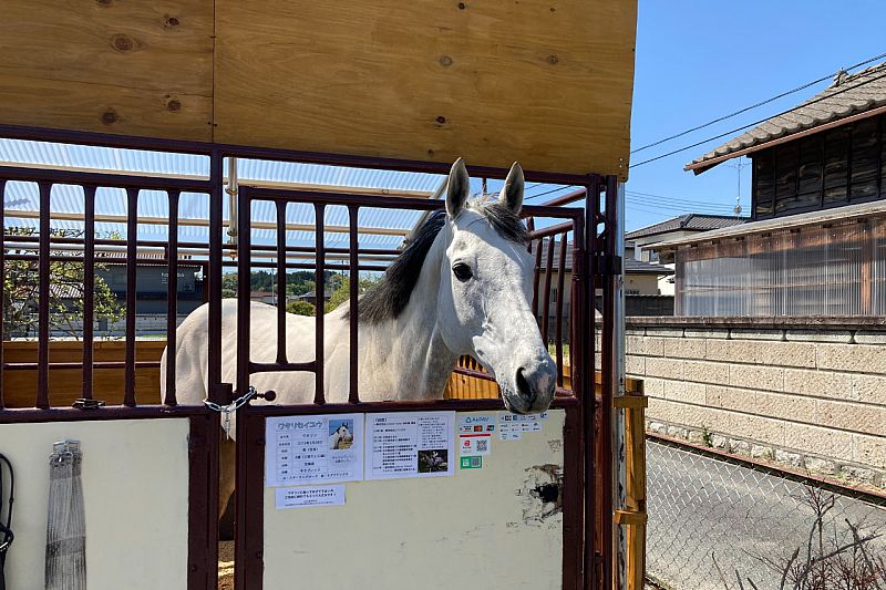 南相馬市小高区の街を馬に乗って散歩できる「小高うまさんぽ」を開催中です。海岸や森を乗馬しながら散策する「トレッキング」コースもあります（ふくしまニュースWeb  ） [2022.03.29(火) 07:30] - ふくしまニュースリリース