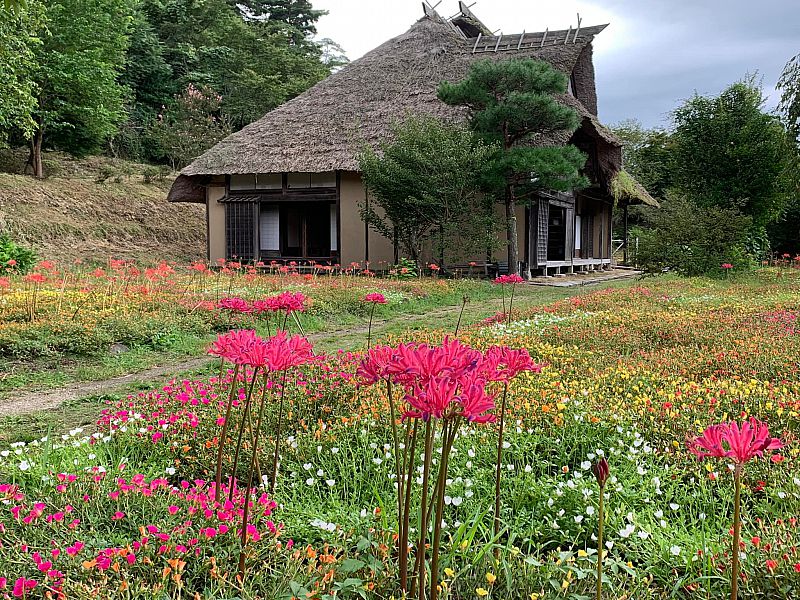 安達ヶ原ふるさと村で「第7回 曼珠沙華＆ポーチュラカ祭り」を開催中 計250万本が咲き誇る（ふくしまニュースWeb ） [2022.09.06(火)  12:00] - ふくしまニュースリリース