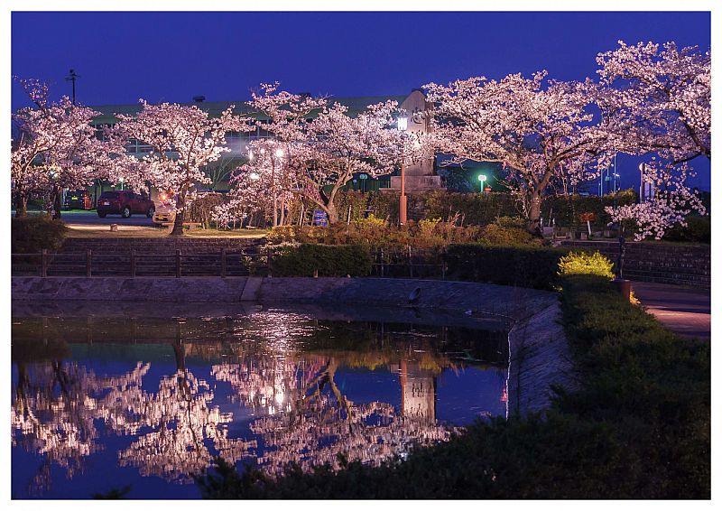 3/24～4/9「観月台公園 夜桜ライトアップ」開催 国見町の桜の名所で