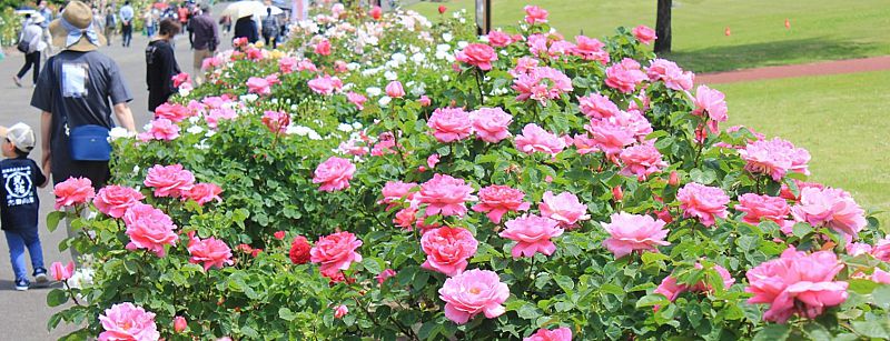 6/3-4 あづま総合運動公園で「あづま香りのバラ園まつり」開催