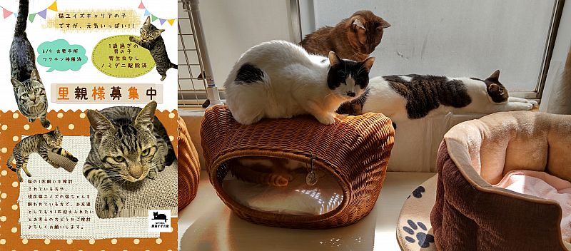 7月2日「第11回ひだまりねこ譲渡会」開催 福島市で猫の里親さまを募集