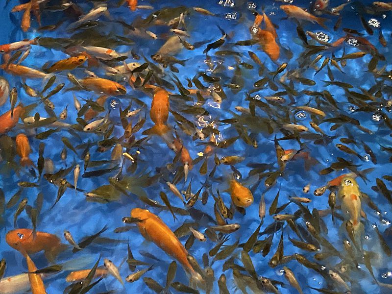 アクアマリンふくしまの夏休みイベント 「金魚まつり＆お楽しみ縁日