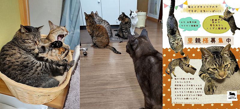 8月27日「第12回ひだまりねこ譲渡会」開催 福島市で猫の里親さまを募集