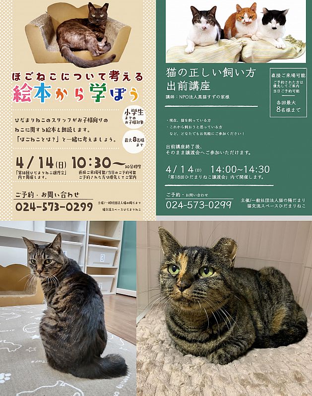 4月14日「ひだまりねこde譲渡会」を福島市で開催 猫の里親さまを募集 ...