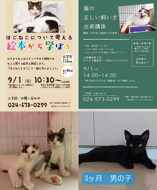 9月1日「ひだまりねこde譲渡会」を福島市で開催 猫の里親さまを募集（ふくしまニュースWeb ） [2024.08.26(月) 12:00] -  ふくしまニュースリリース